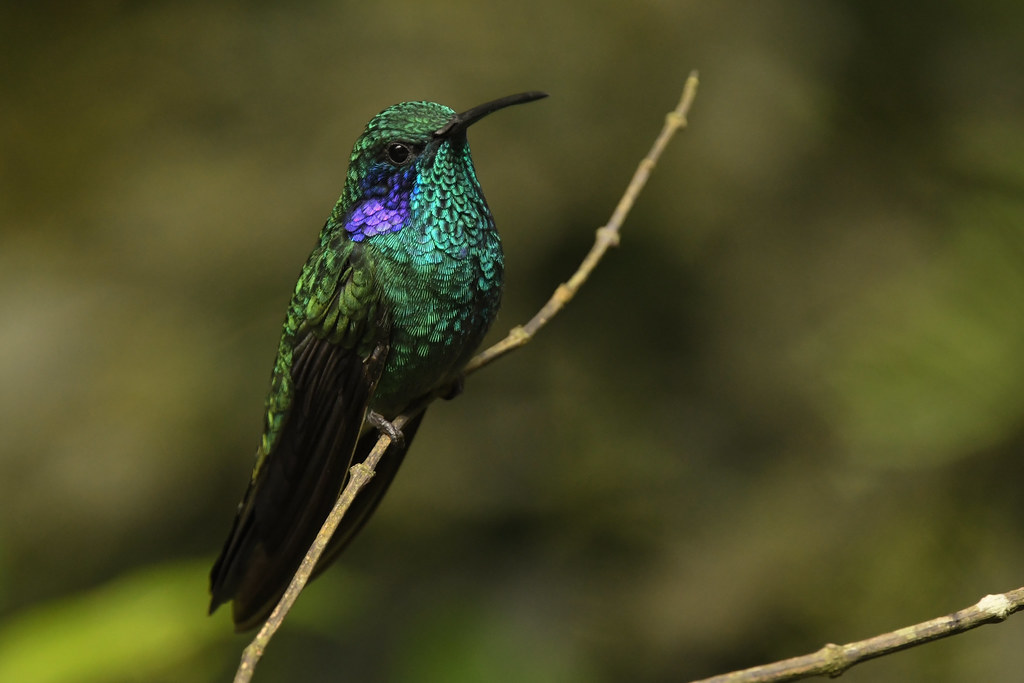 Mexican Violetear