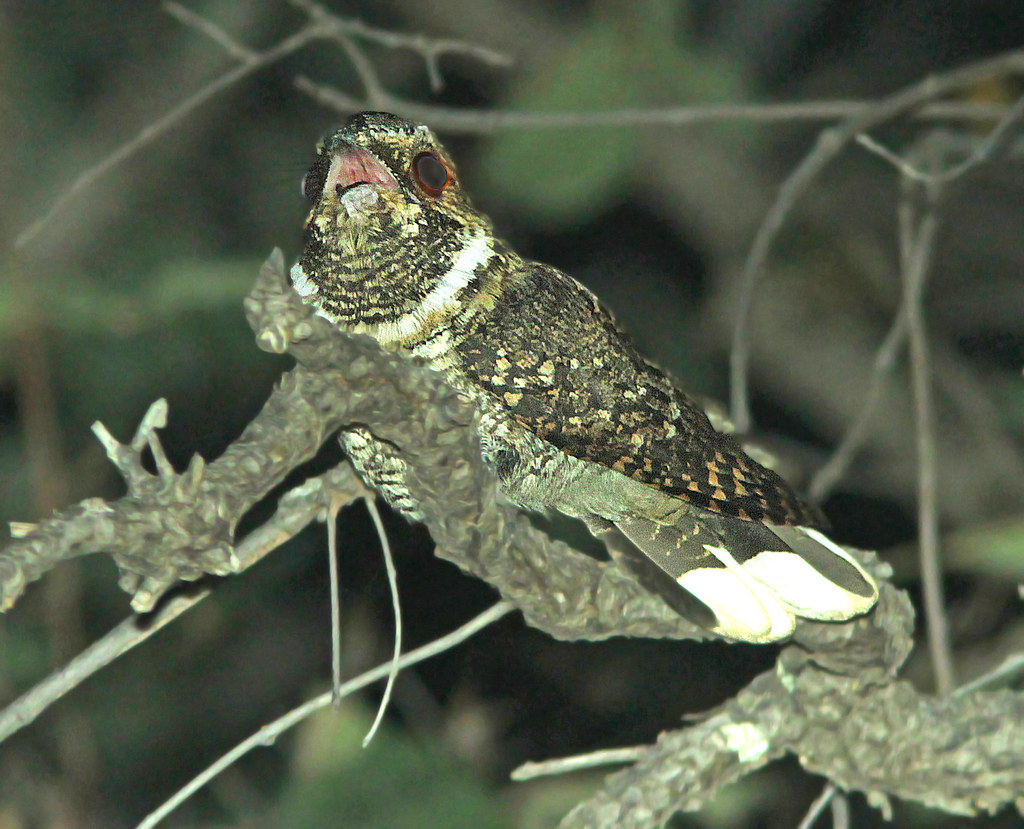 Mexican Whip-poor-will