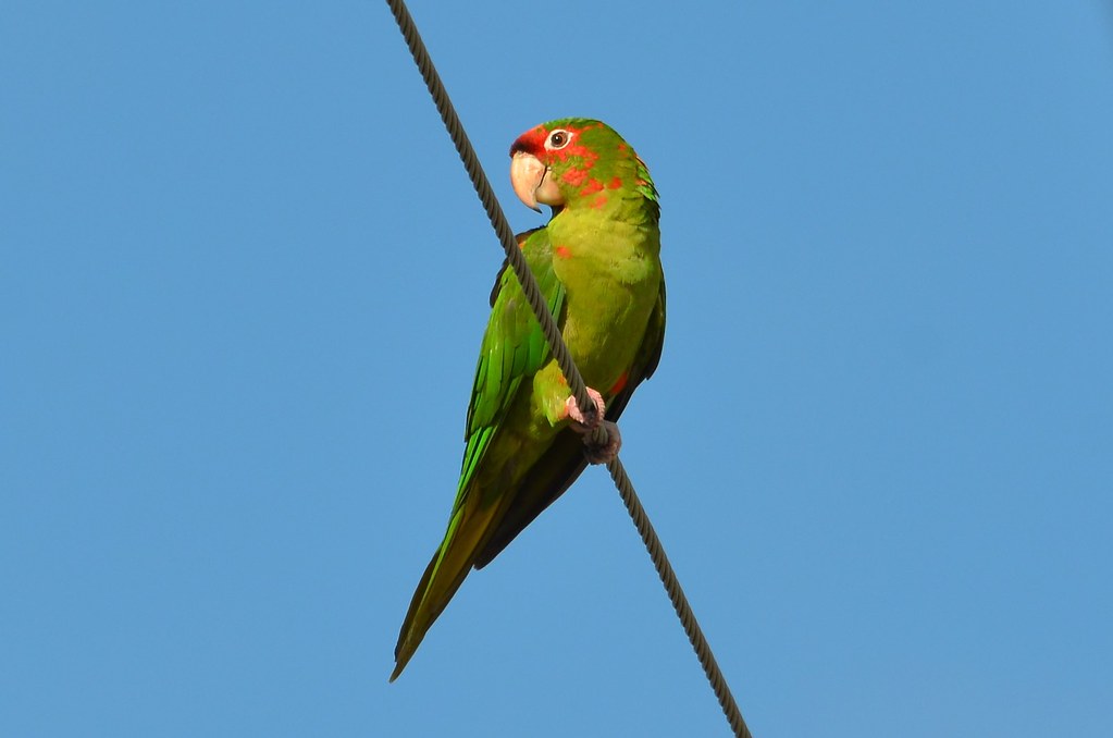Mitred Parakeet