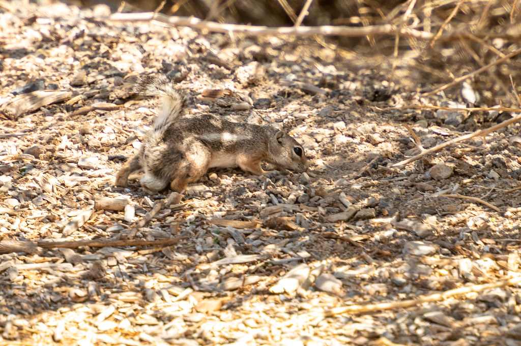 Mohave Ground Squirrel