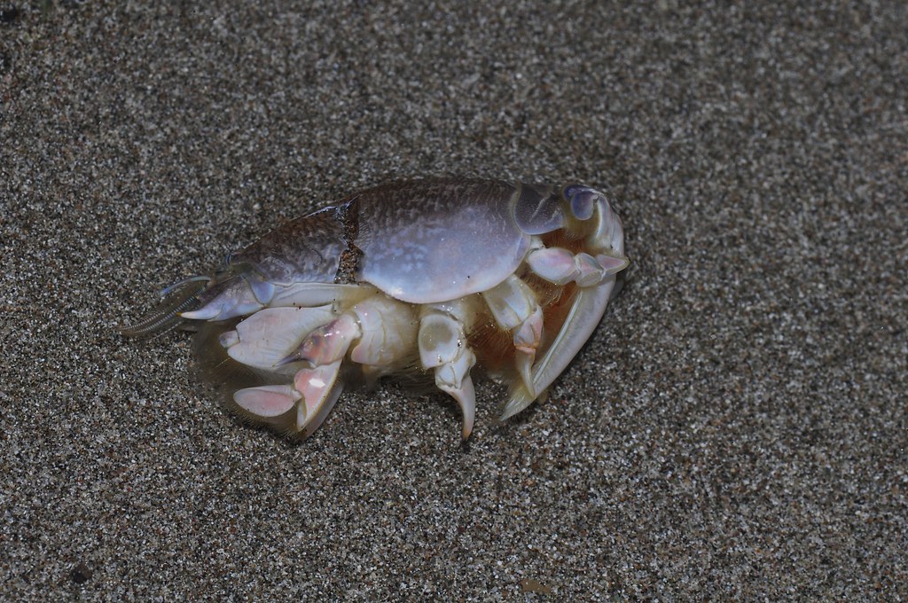 Mole Crab (Sand Crab)
