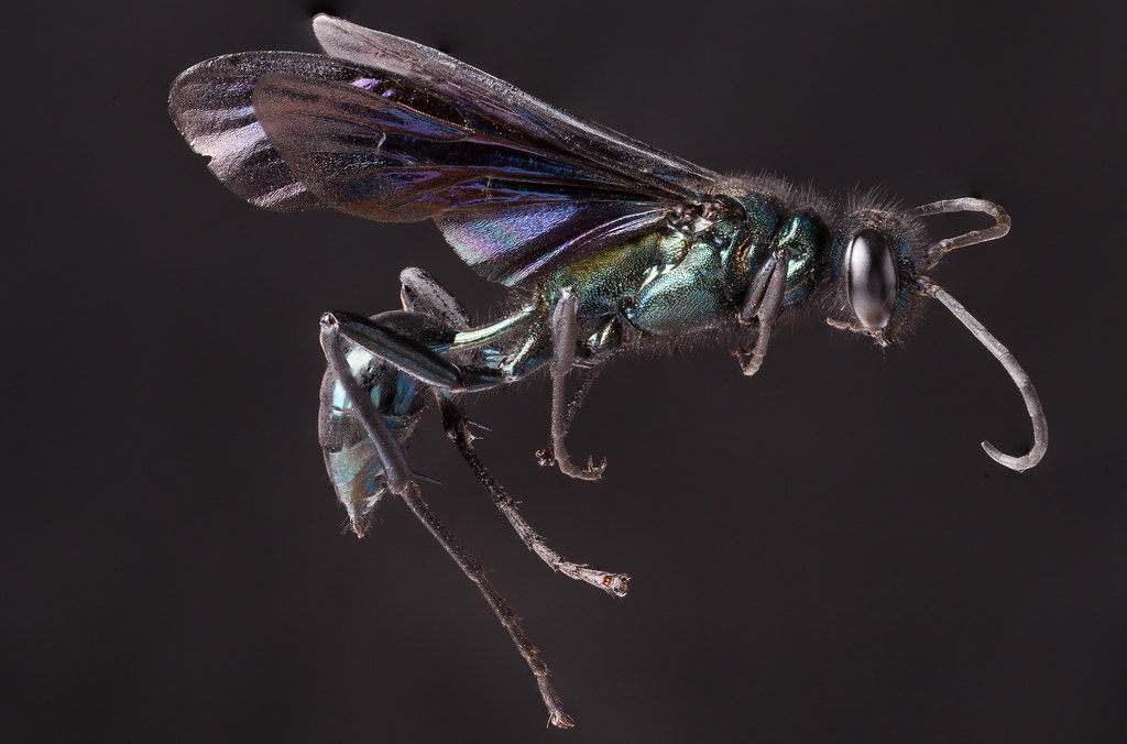 Mud Dauber Wasps