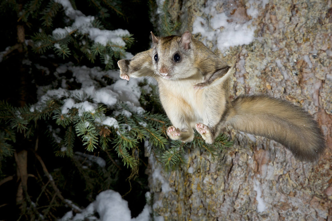 northern flying squirrel