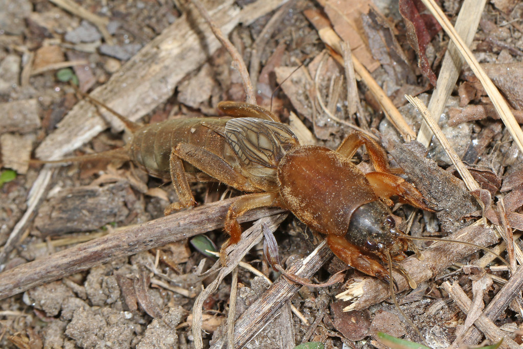 Northern Mole Cricket