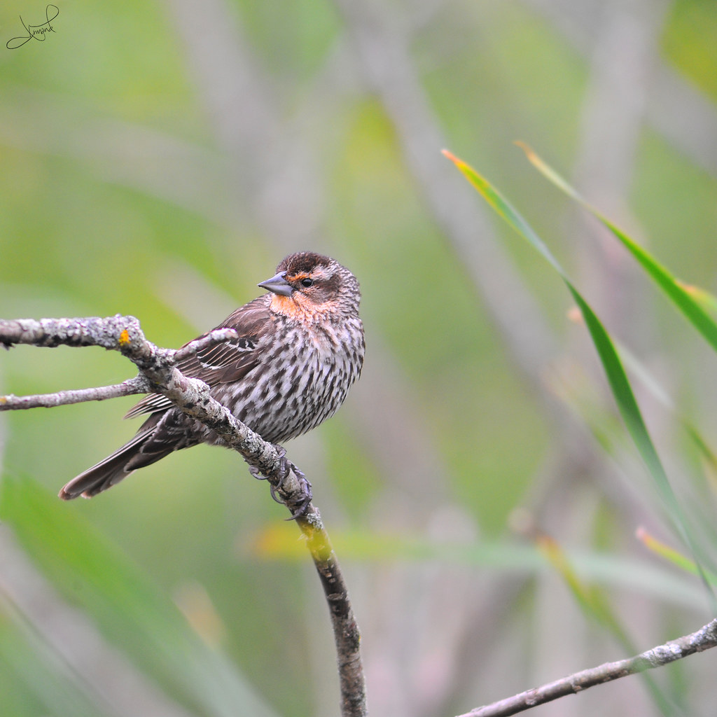 Northern Waterthrush