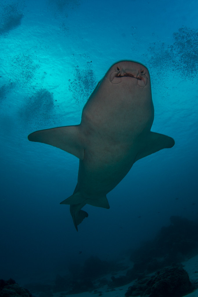 Nurse Shark