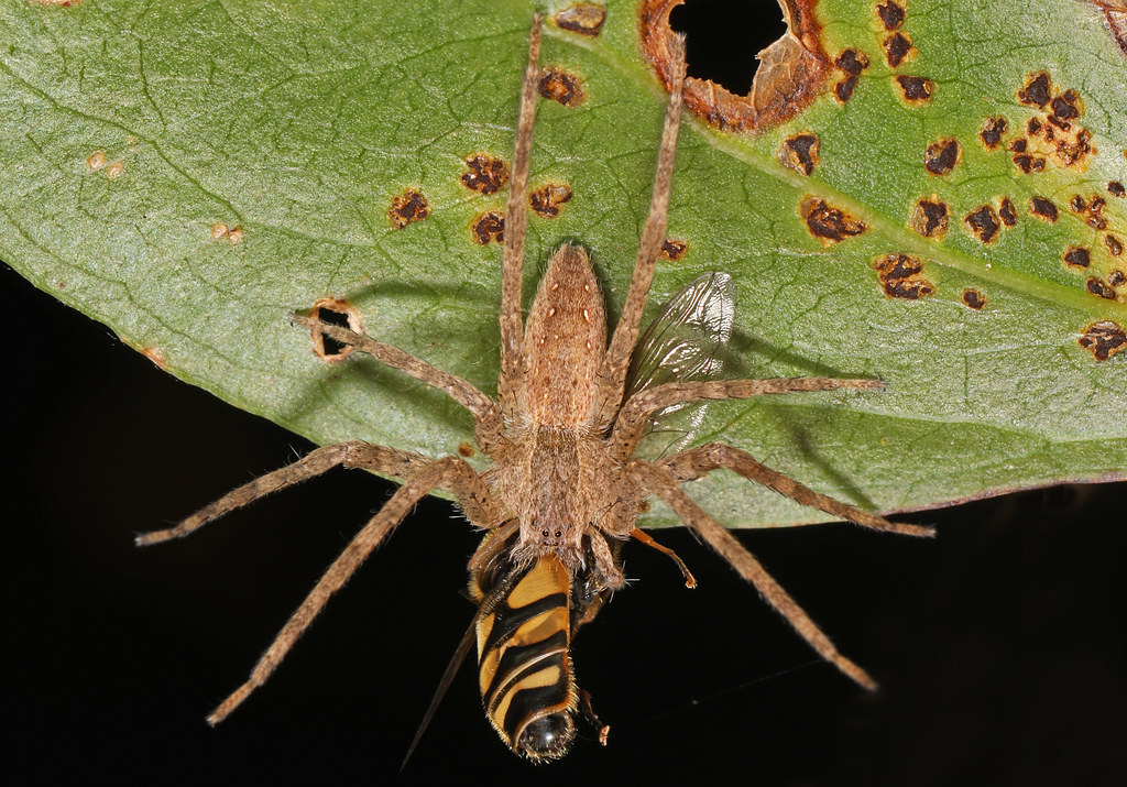Nursery Web Spider