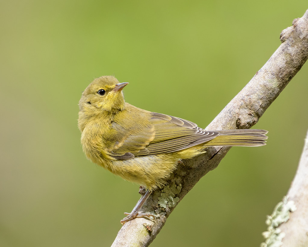 Orange-crowned Warbler