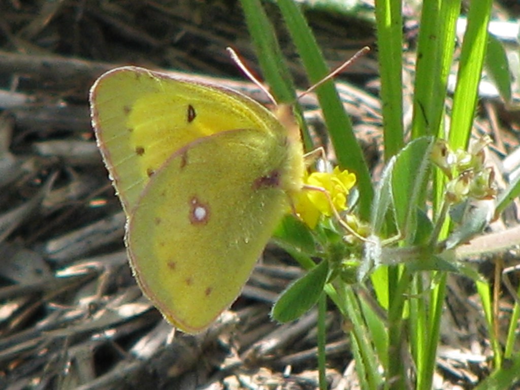 Orange Sulphur Butterfly