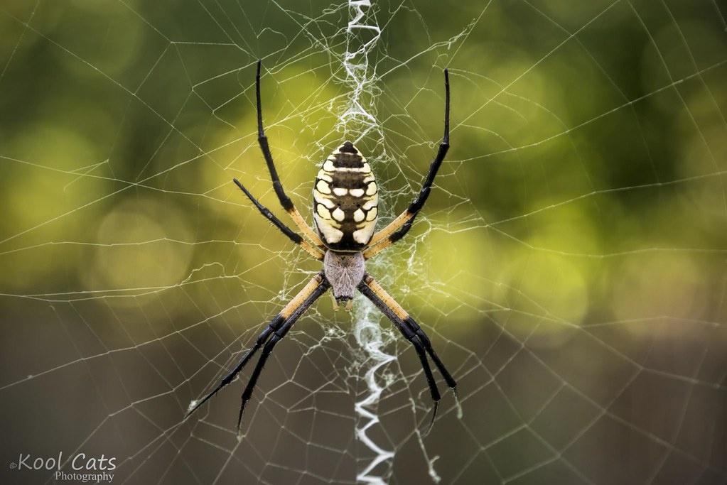 Orb-Weaver Spider