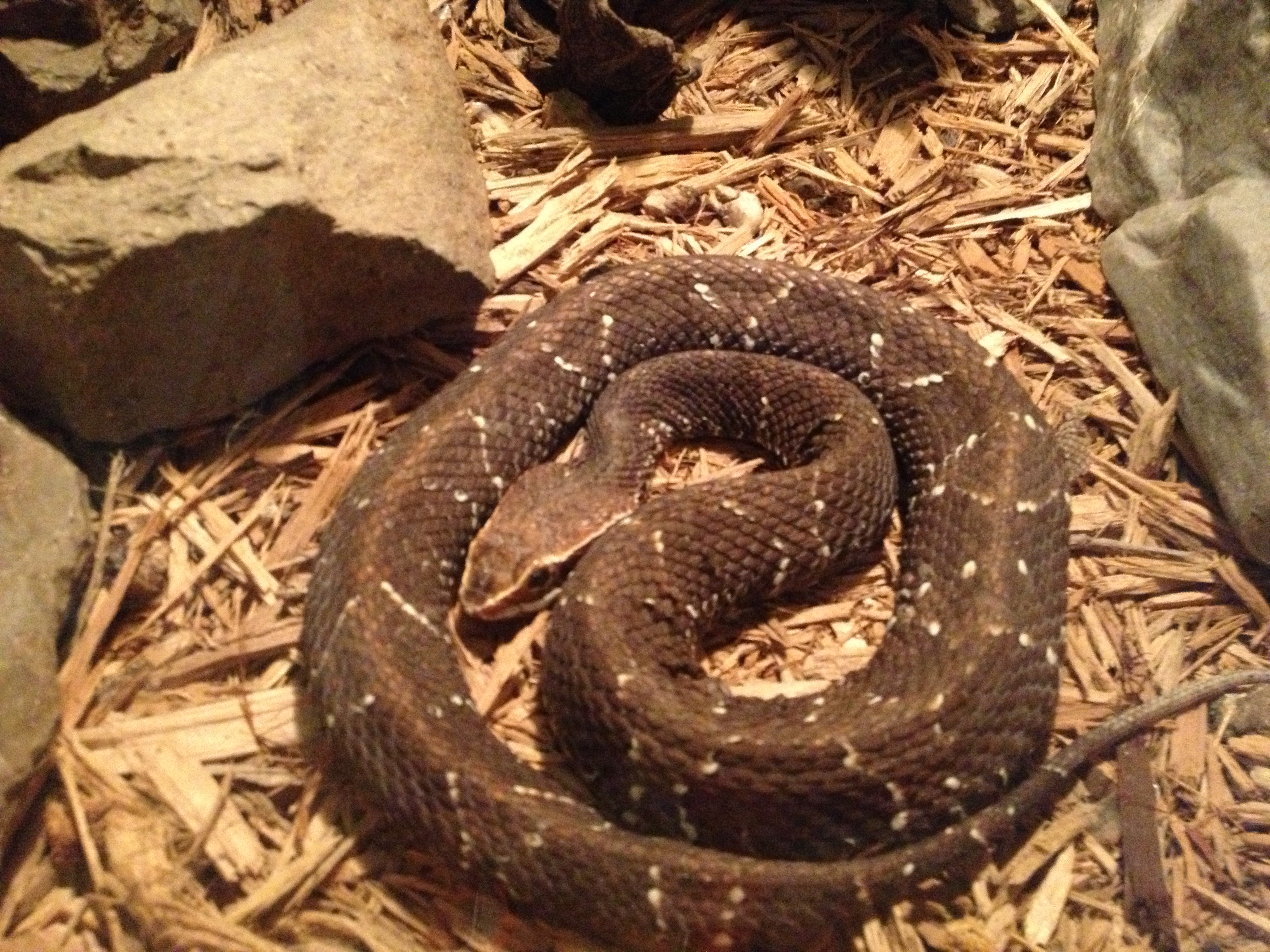 Osage Copperhead