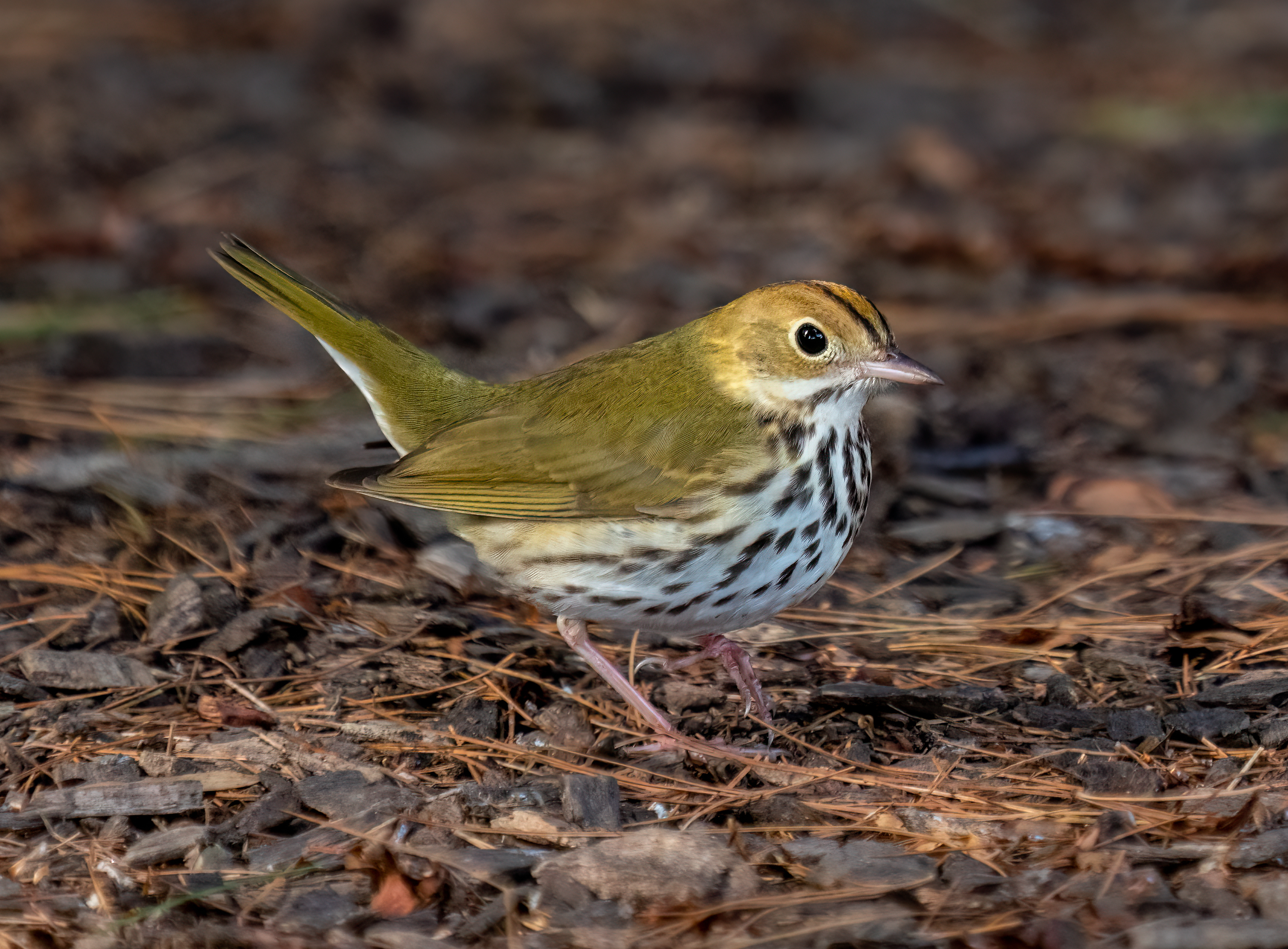 Ovenbird