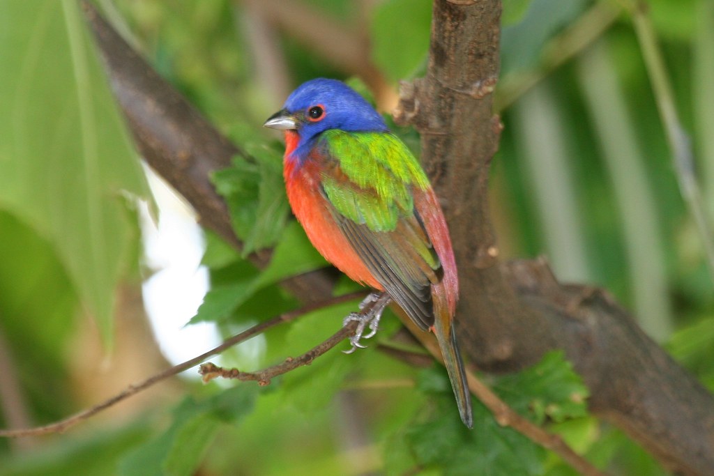 Painted Bunting