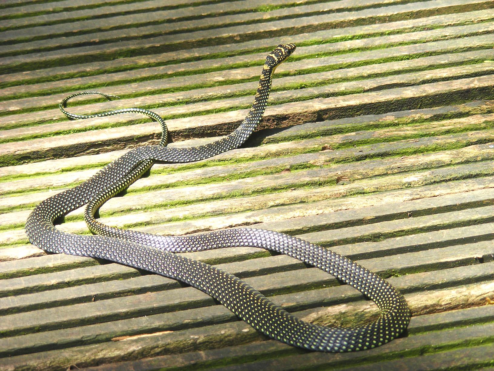 Palawan Red-bellied Paradise Snake