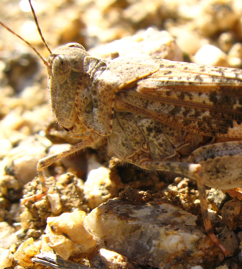 Pallid-winged Grasshopper