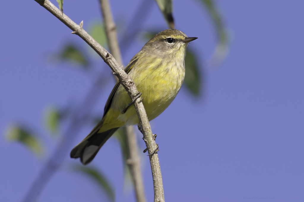 Palm Warbler