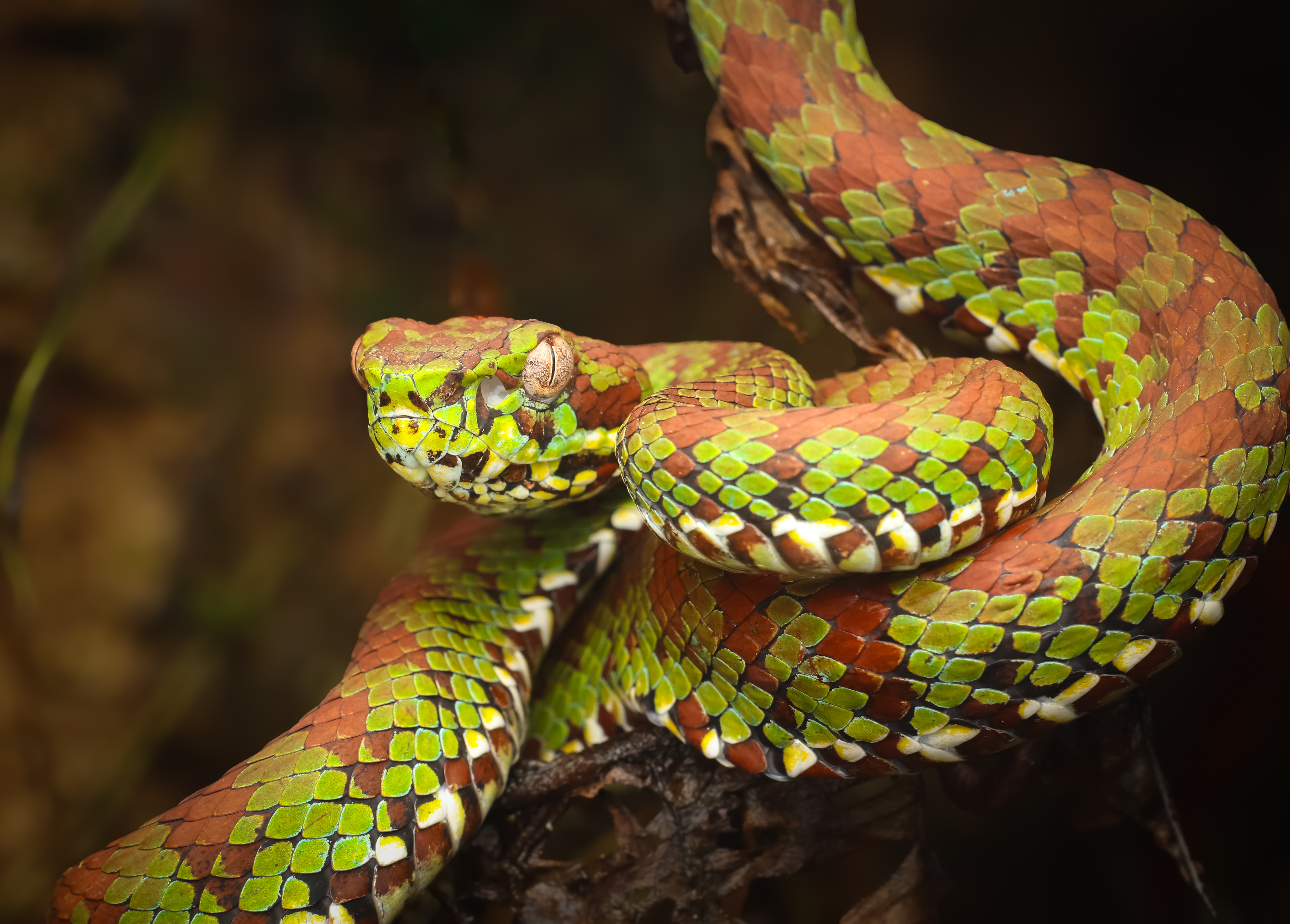 Philippine Pit Viper