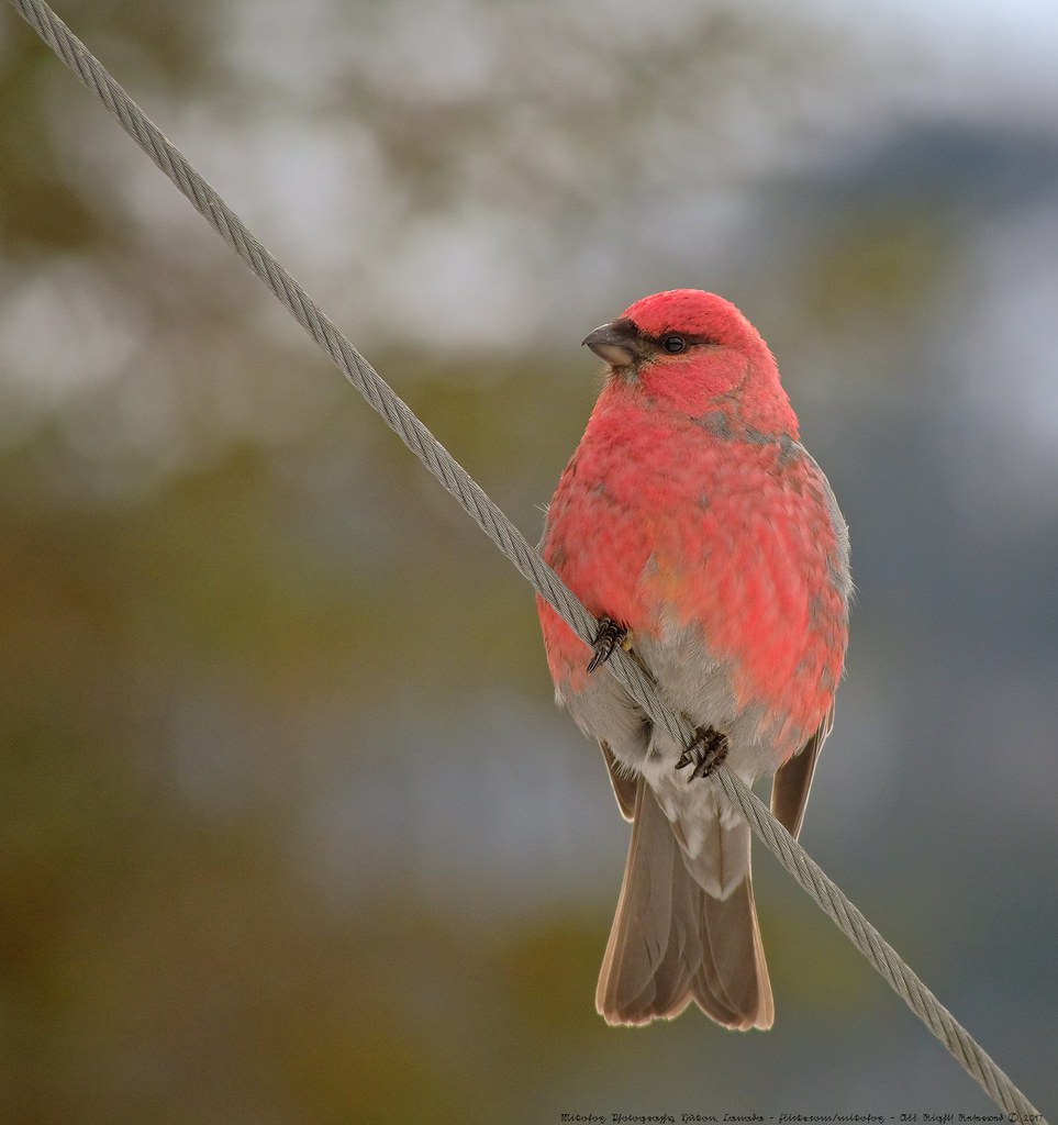 Pine Grosbeak