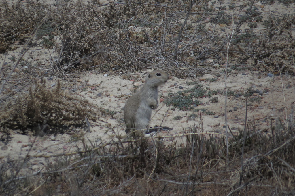 Piute Ground Squirrel