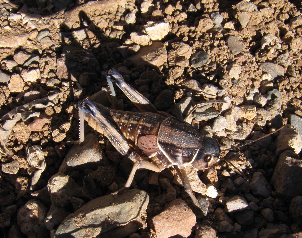 Plains Lubber Grasshopper