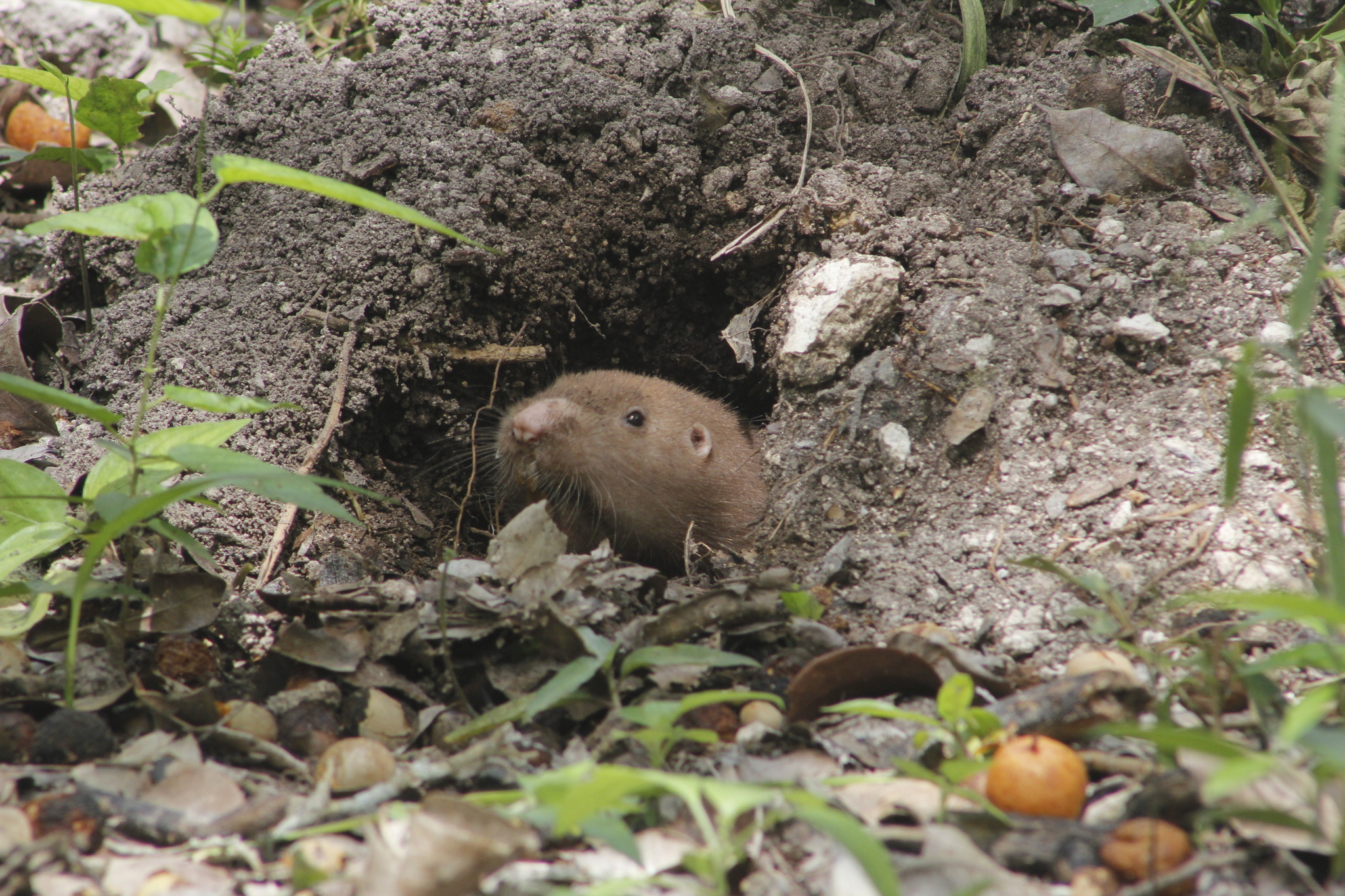 Pocket Gopher