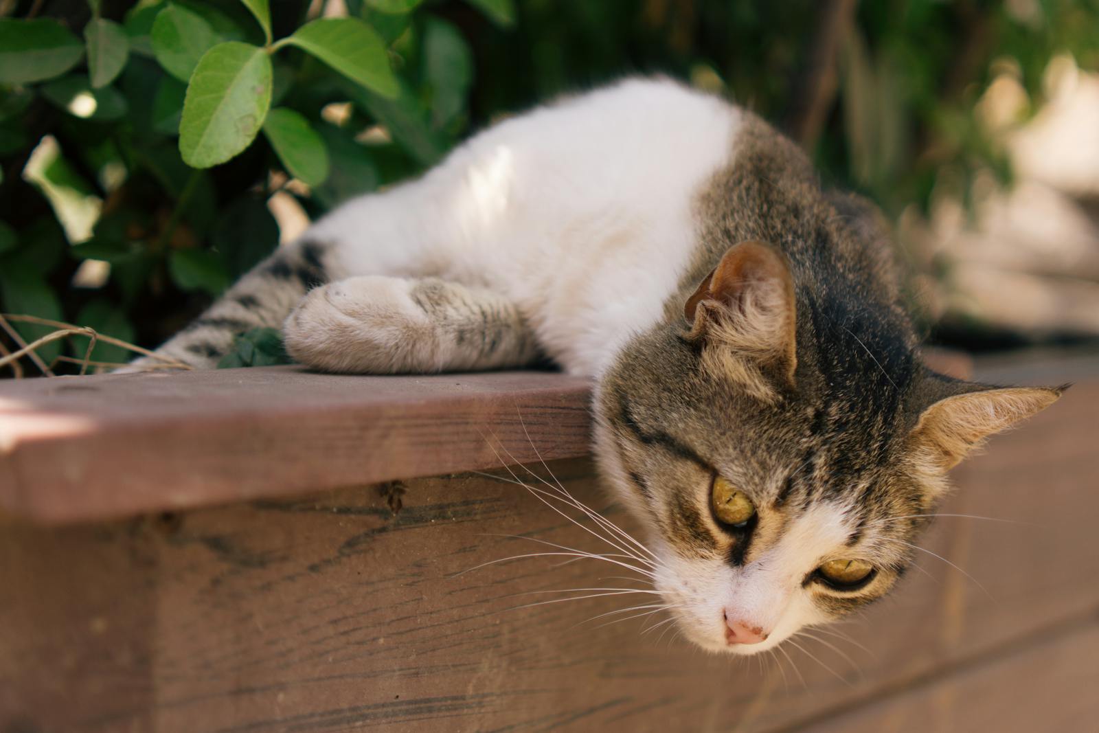 Popular cat breeds in Arizona