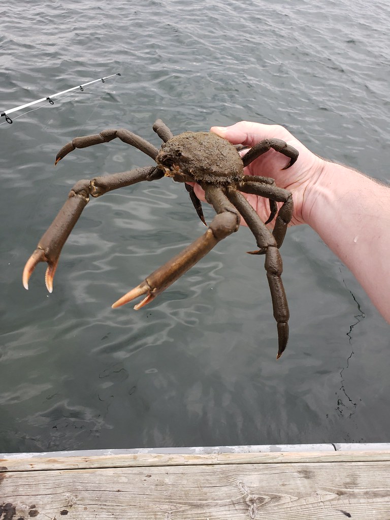 Portly Spider Crab