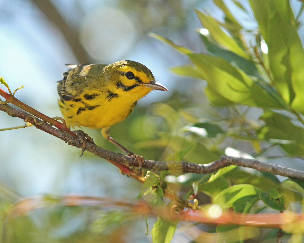 Prairie Warbler