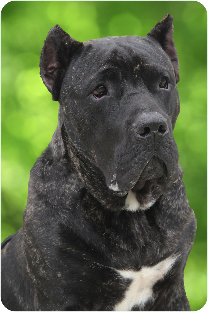 Presa Canario