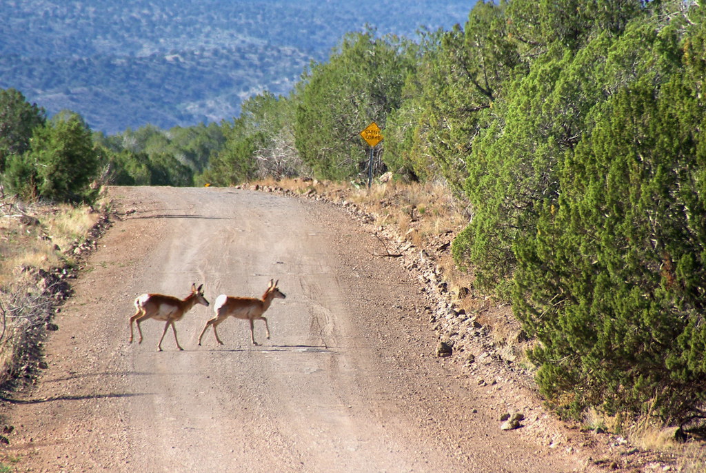 Pronghorn Antelope