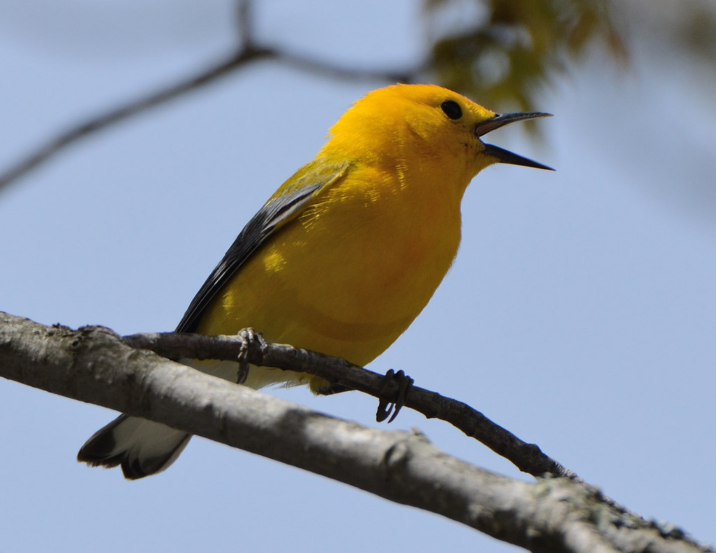 Prothonotary Warbler