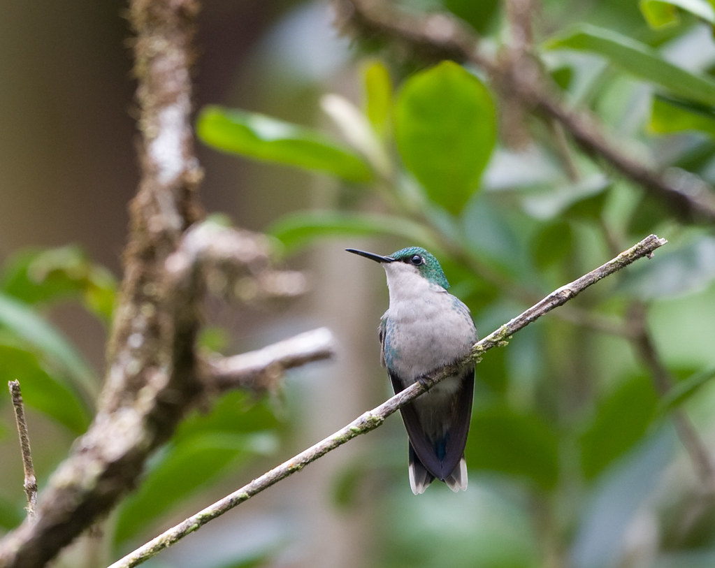 Puerto Rican Emerald
