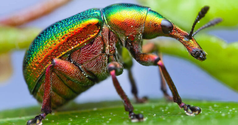 10 Stunning Rainbow-Colored Bugs That Will Transform Your View of Insects