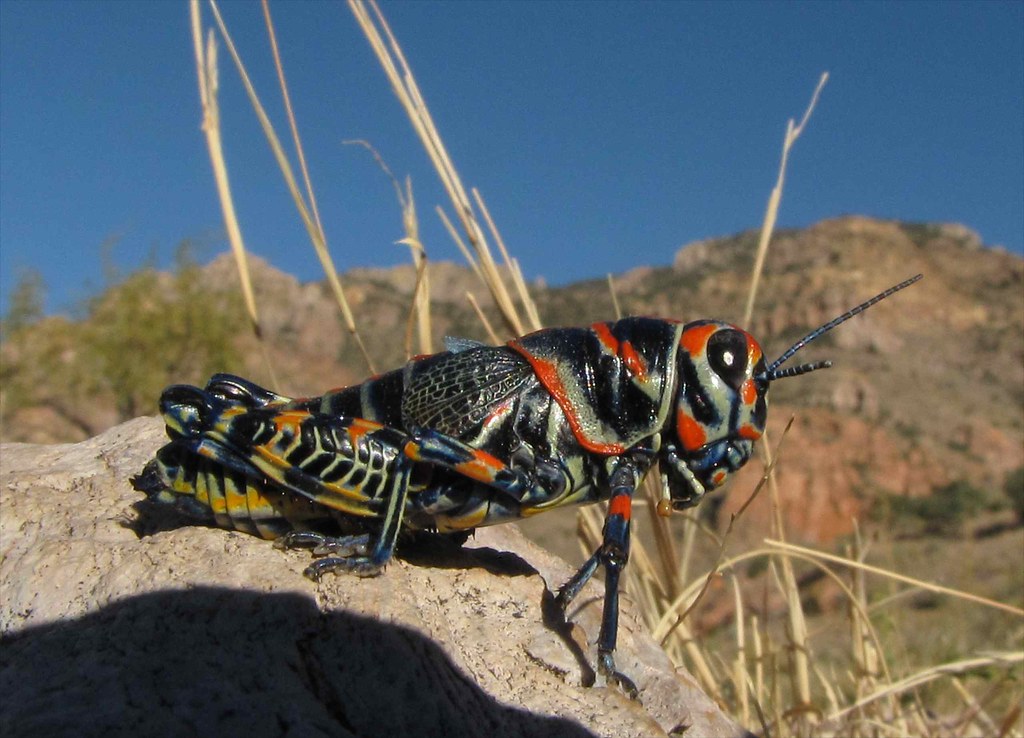 Rainbow (Harlequin) Grasshopper