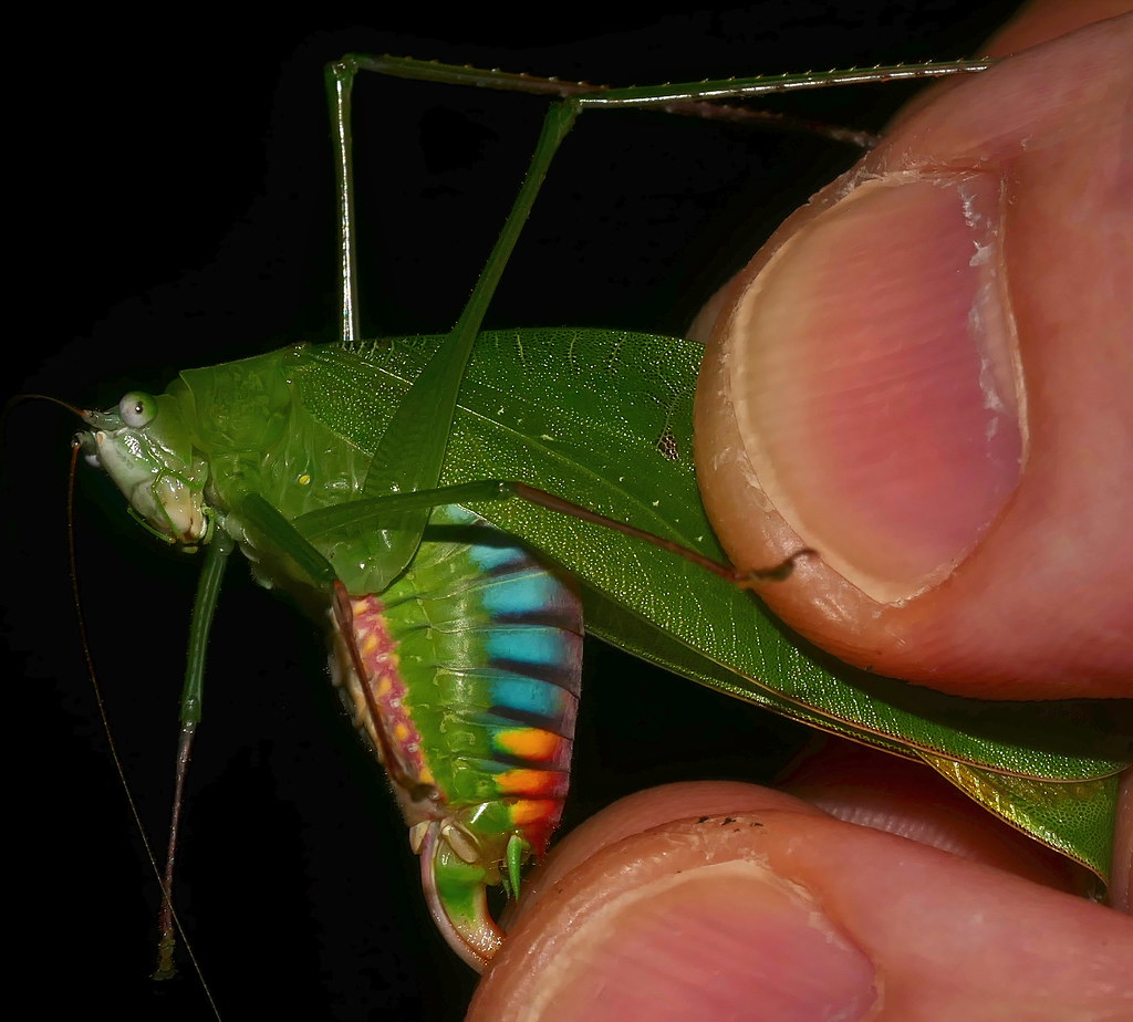 Rainbow Katydid