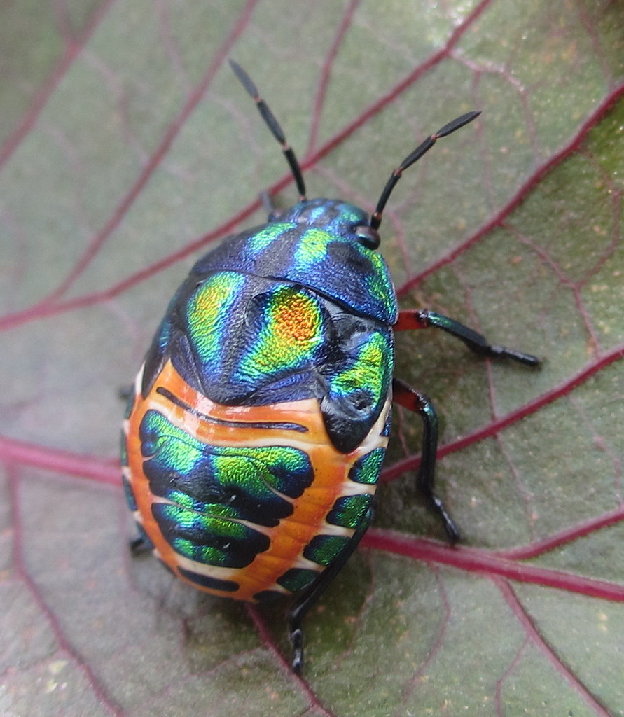 Rainbow Shield Bug