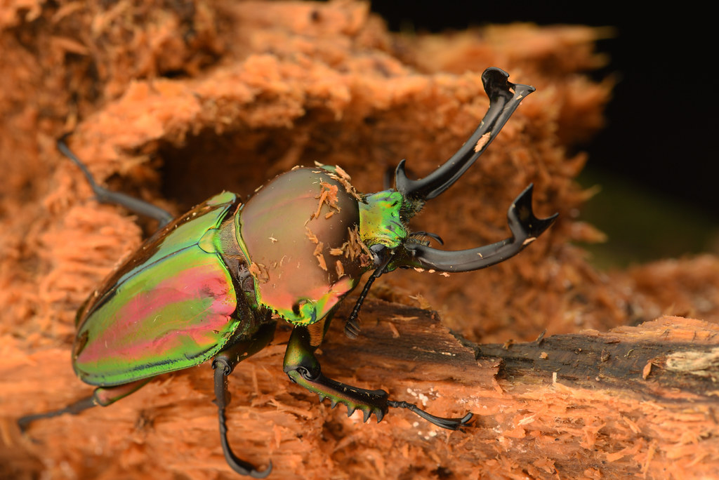 Rainbow Stag Beetle