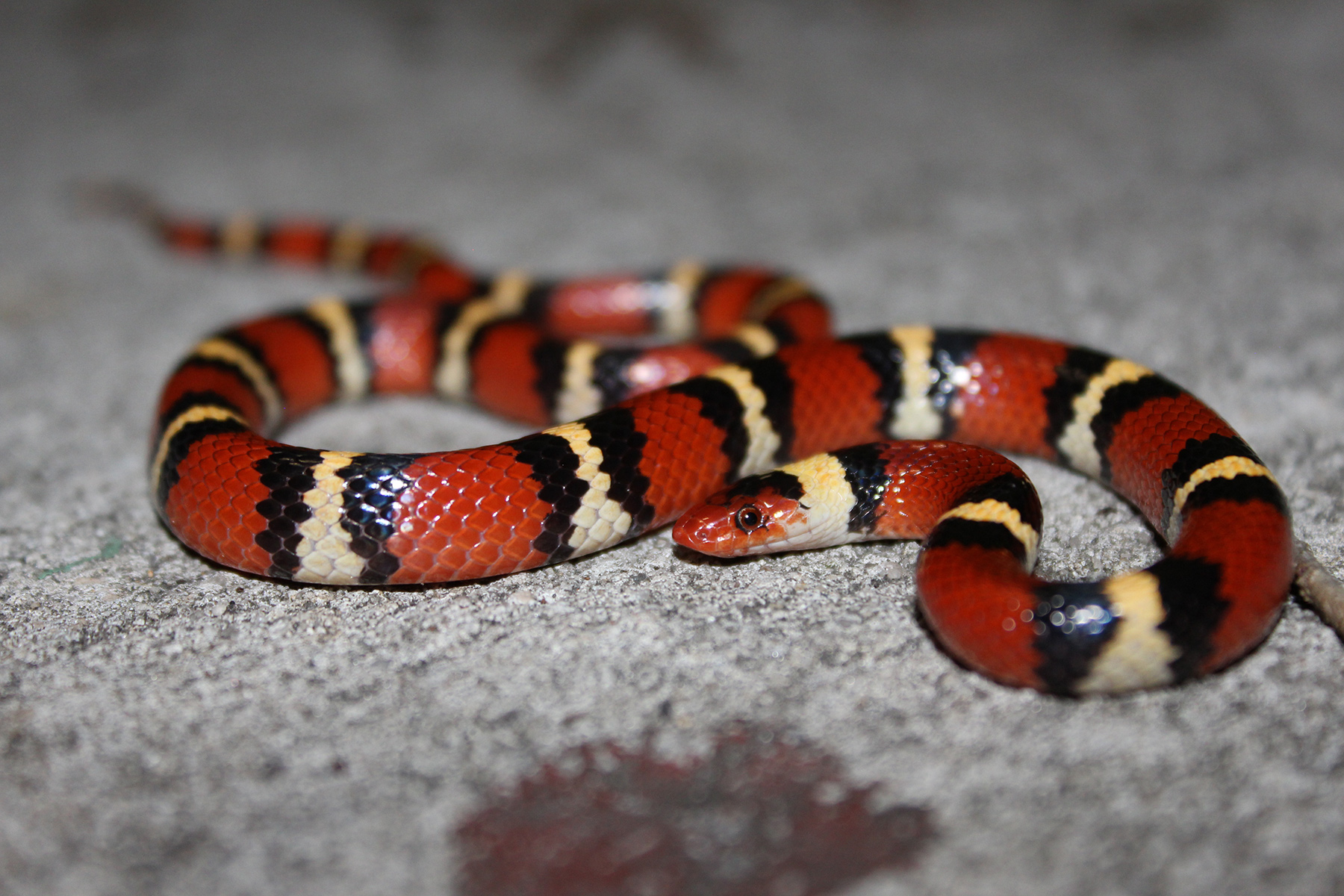 red and black snakes in florida