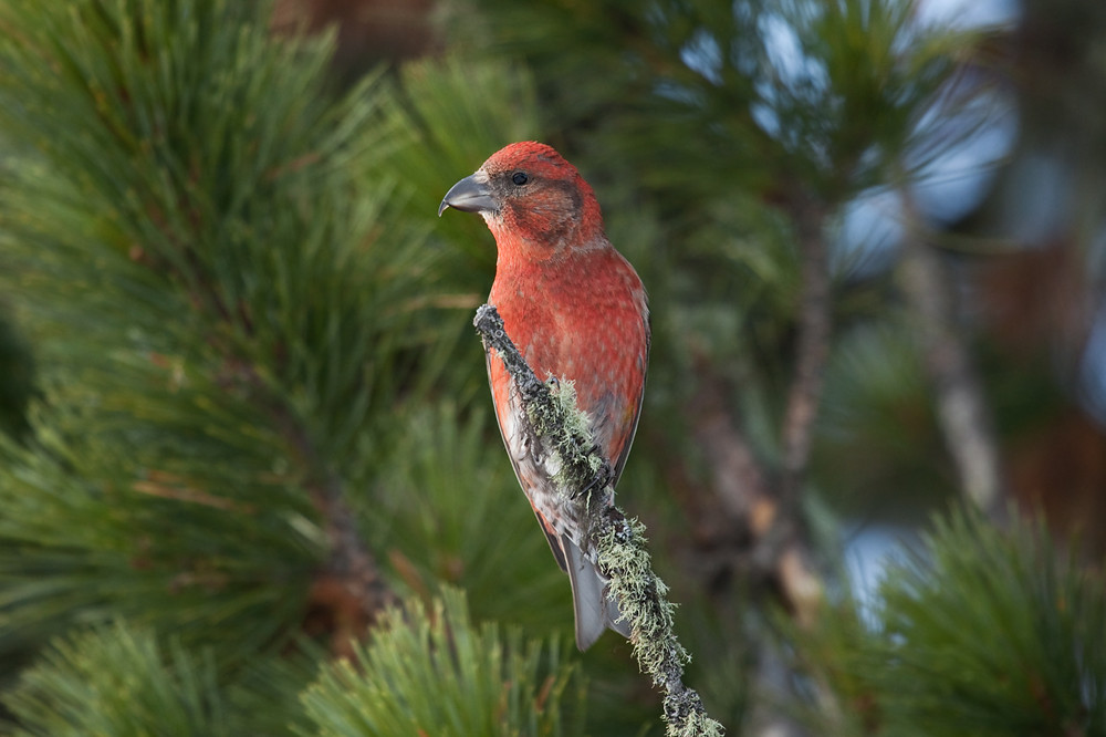 Red Crossbill