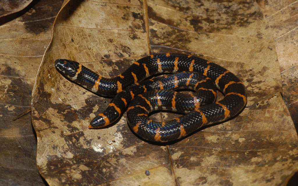 Red-tailed Pipe Snake