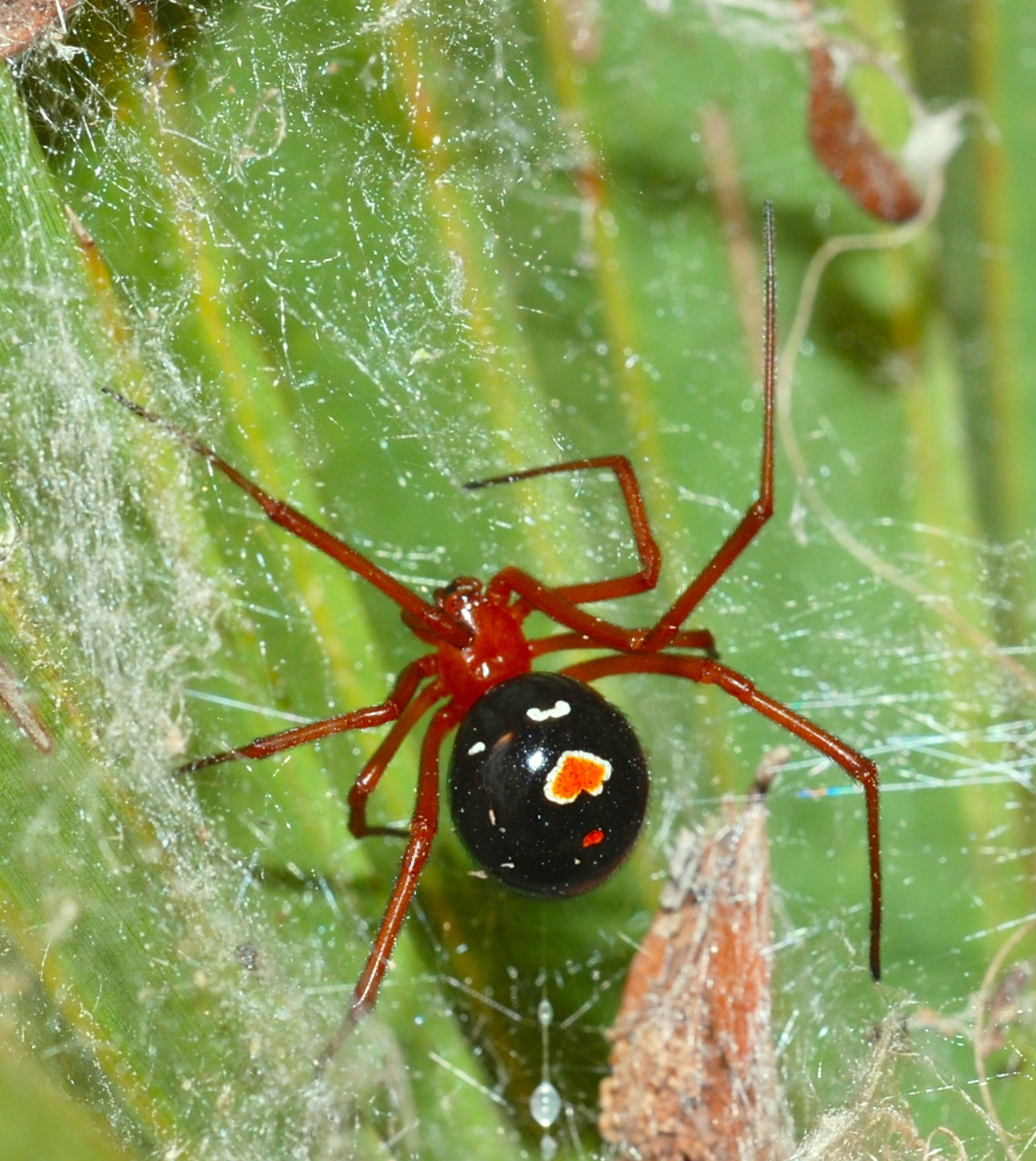 red widow