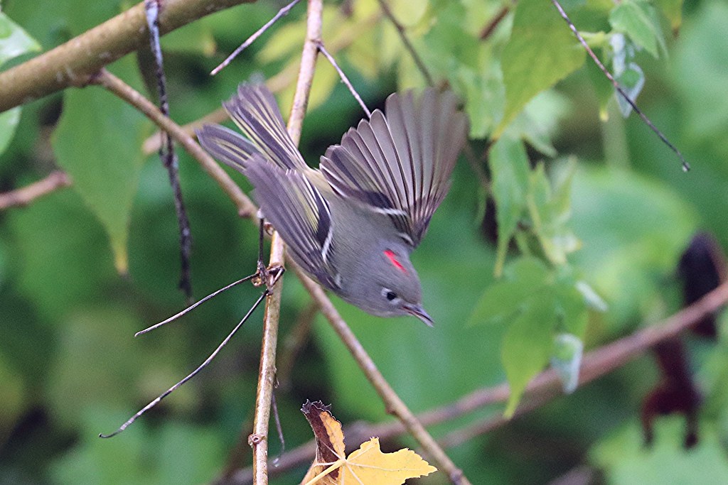 Ruby-crowned Kinglet male