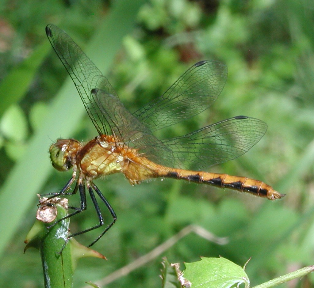 Ruby Meadowhawk