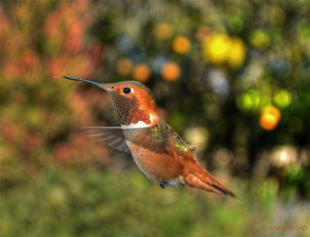 Rufous Hummingbird - Hummingbirds in Portland, Oregon