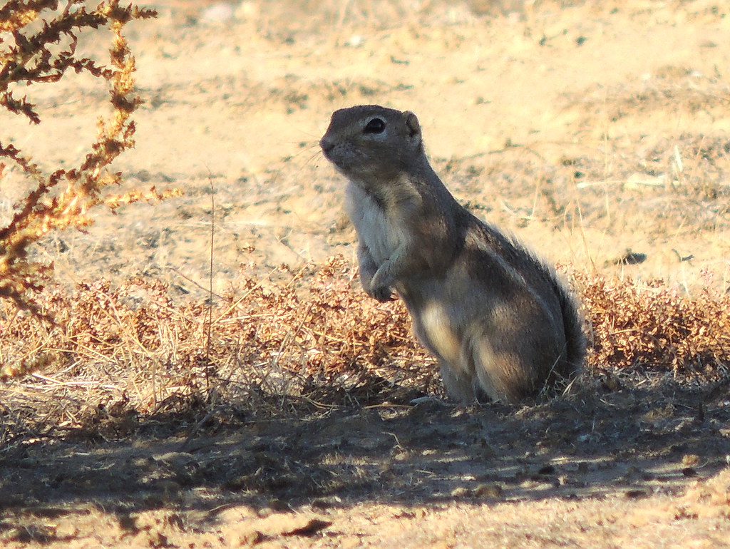 San Joaquin Antelope Squirrel