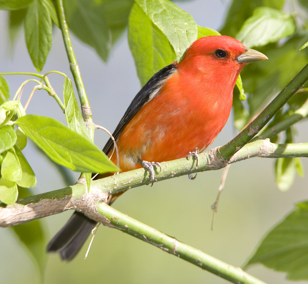 Scarlet Tanager (male)
