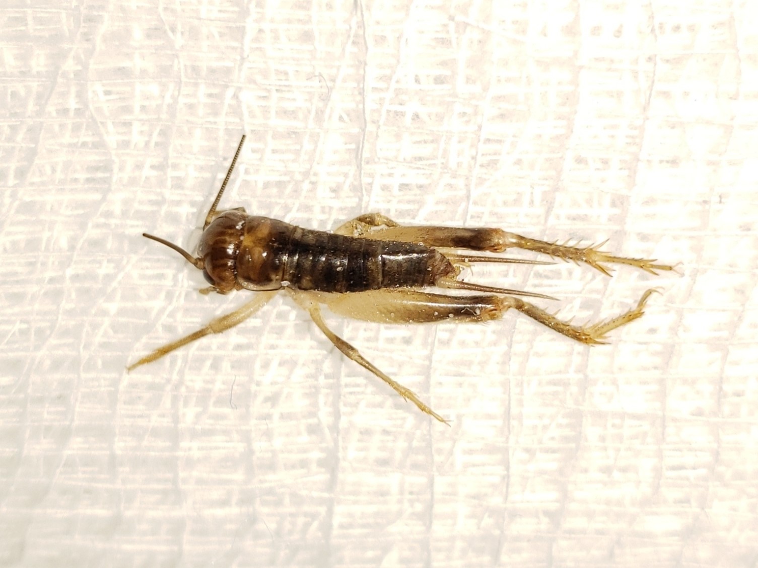 Short-tailed Cricket
