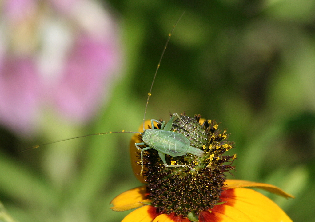 Snowy Tree Cricket
