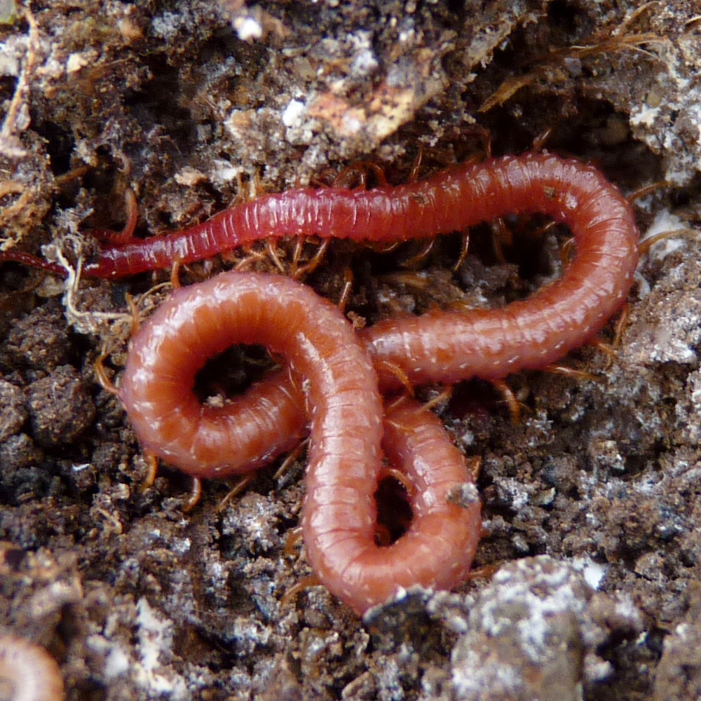 Soil Centipede