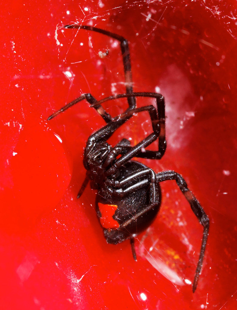Southern Black Widow